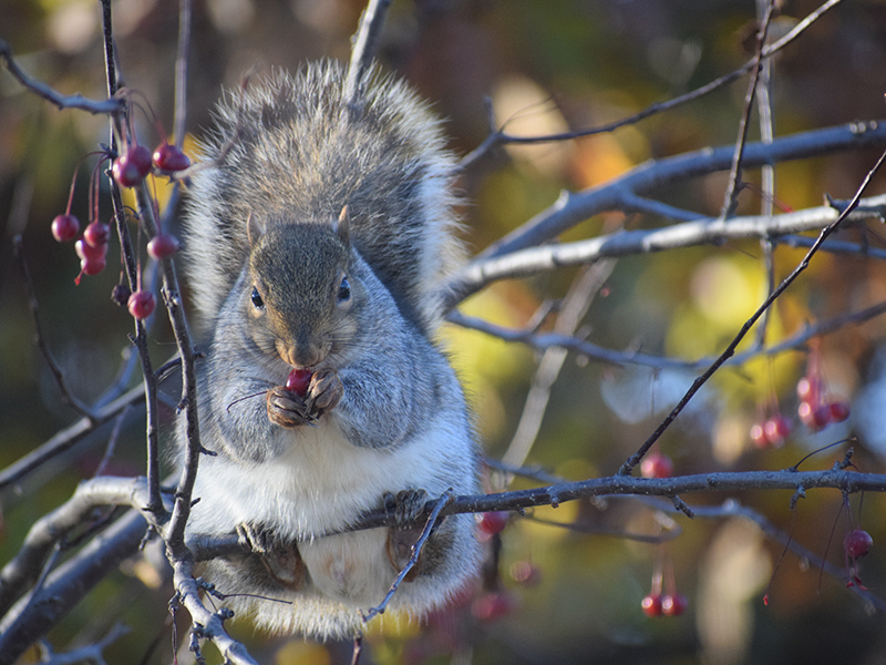 Squirrel
