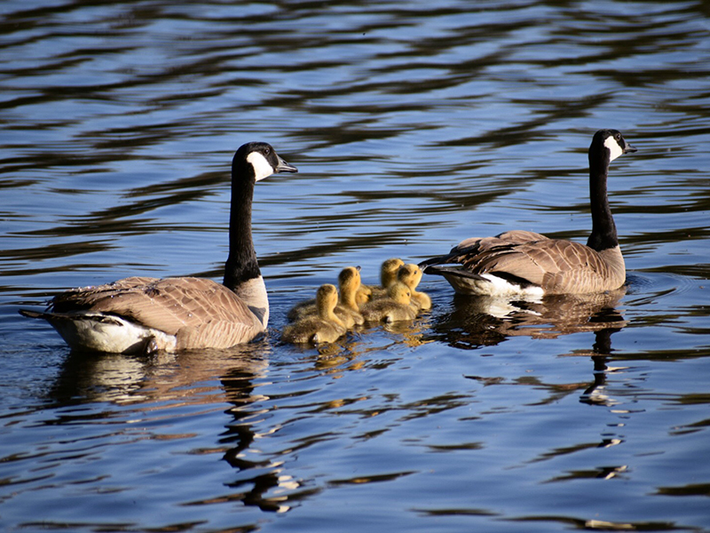 Geese & their babies